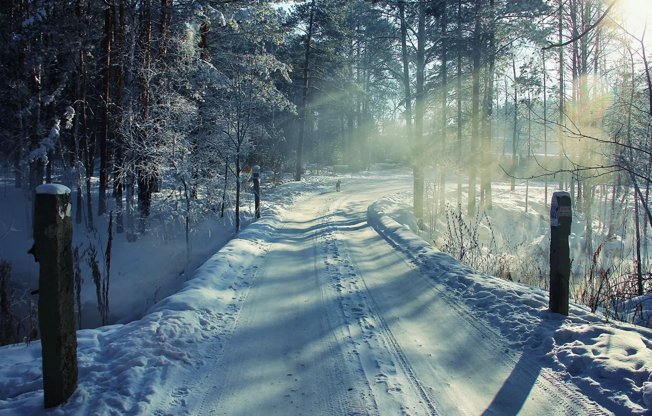 Photo wallpaper winter, road, forest, snow, landscape, dog