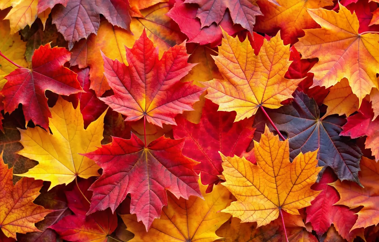 Photo wallpaper autumn, leaves, background, colorful, maple, background, autumn, leaves
