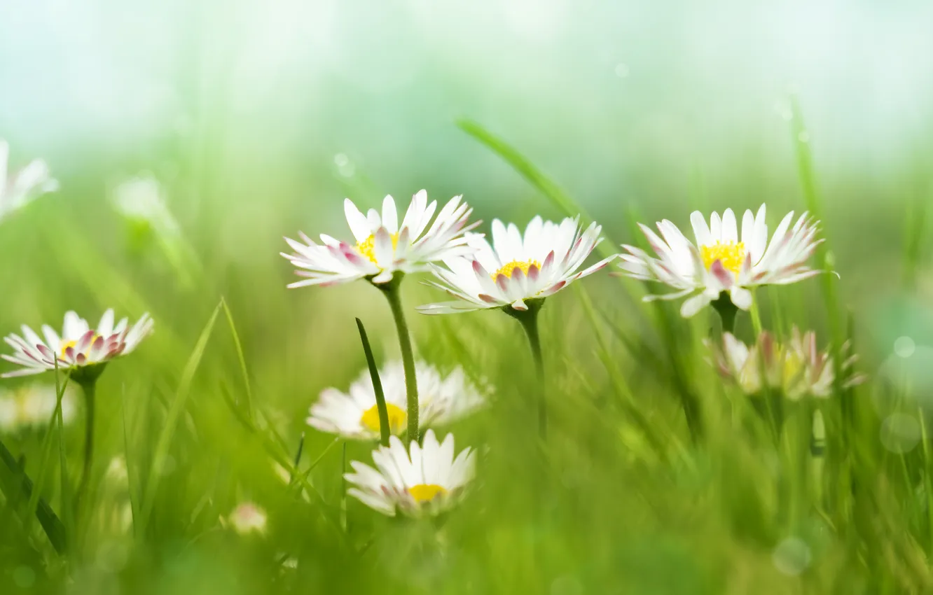 Photo wallpaper grass, chamomile, grass, chamomile, chamomile flowers, Daisy Flowers