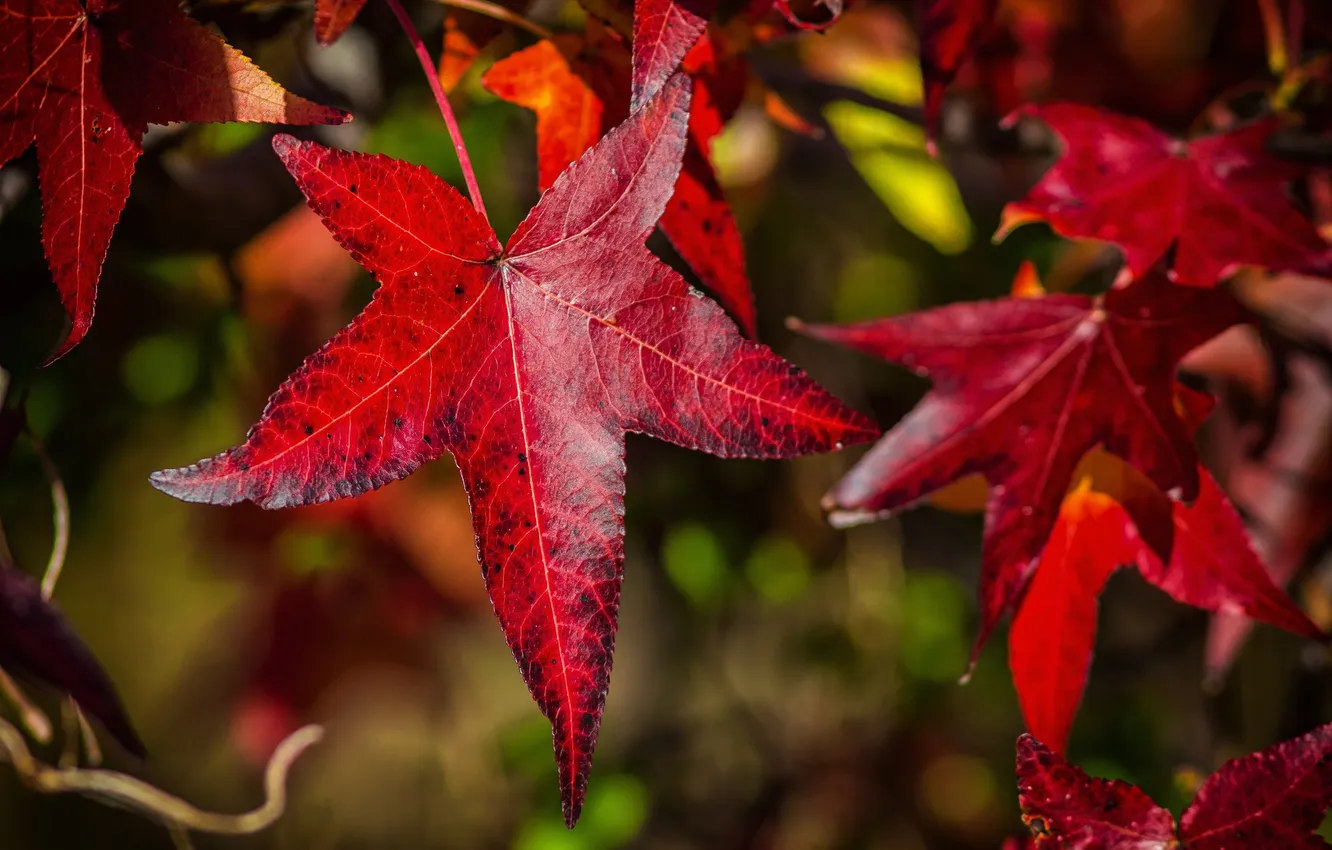 Photo wallpaper autumn, leaves, nature, maple, the crimson