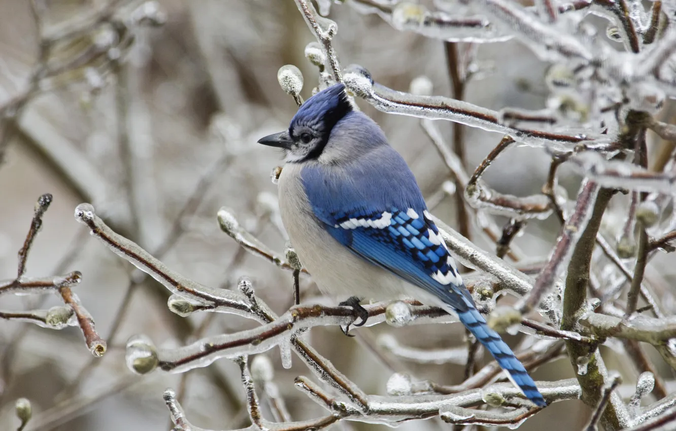 Photo wallpaper ice, winter, branches, blue, bird, Jay