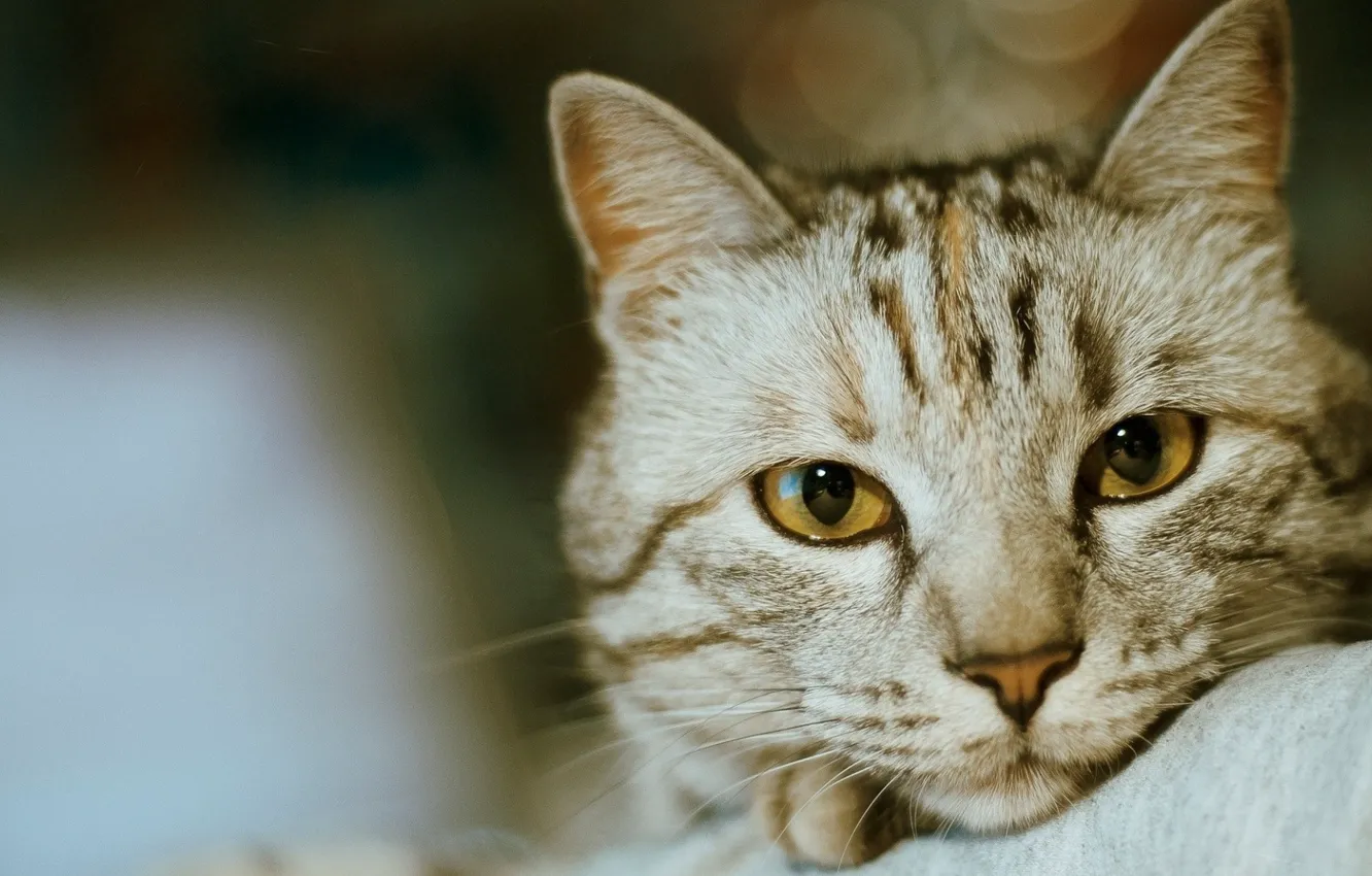 Photo wallpaper eyes, Cat, animal, fur, ears, close up, whiskers, depth of field