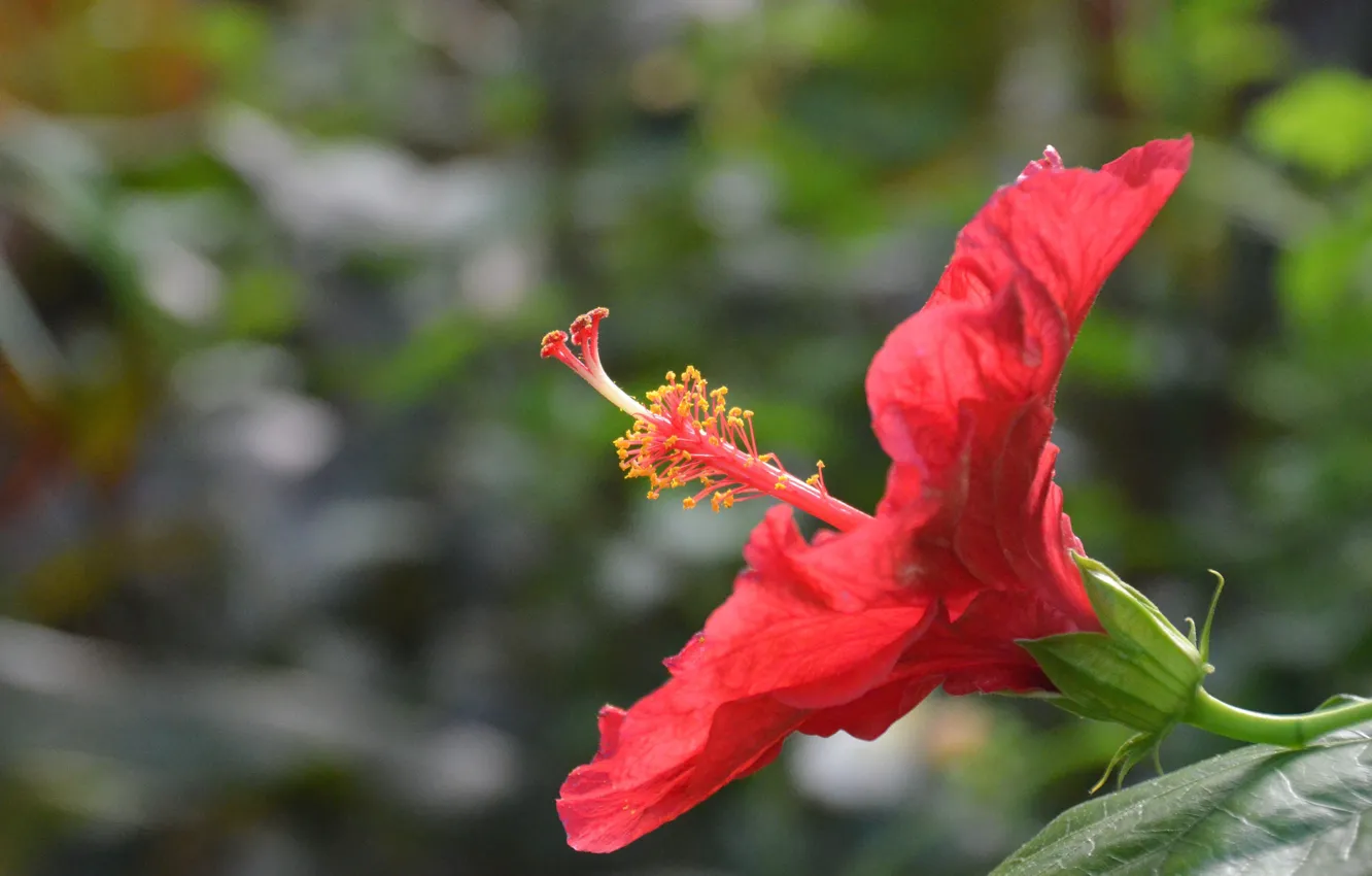 Photo wallpaper red, Flower, Hibiscus