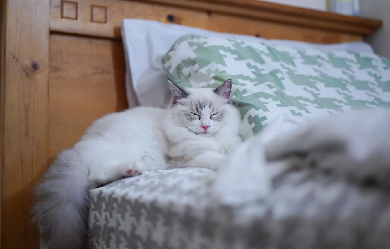 Photo wallpaper cat, room, bed, sleep, sleeping, bed, kitty, ragdoll