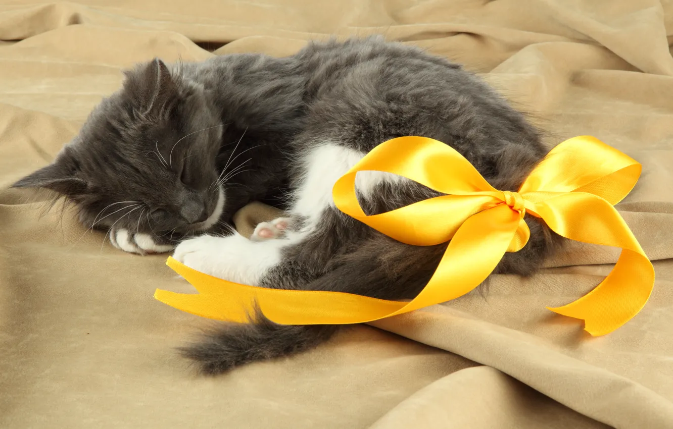 Photo wallpaper cat, cat, stay, sleep, bow