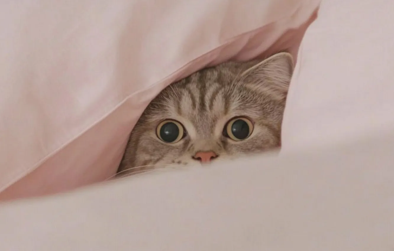 Photo wallpaper eyes, cat, look, Under the pillow
