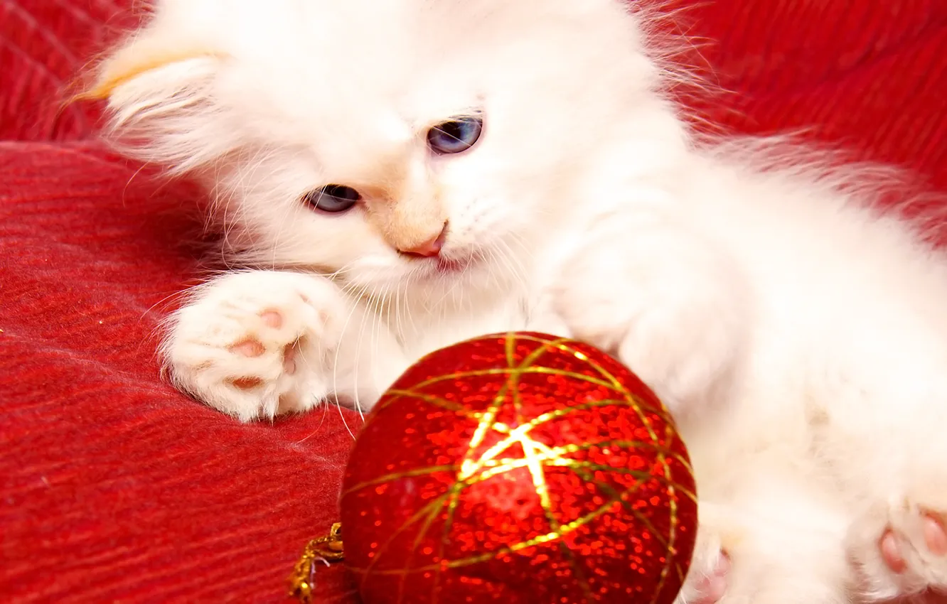 Photo wallpaper kitty, toy, new year, cat
