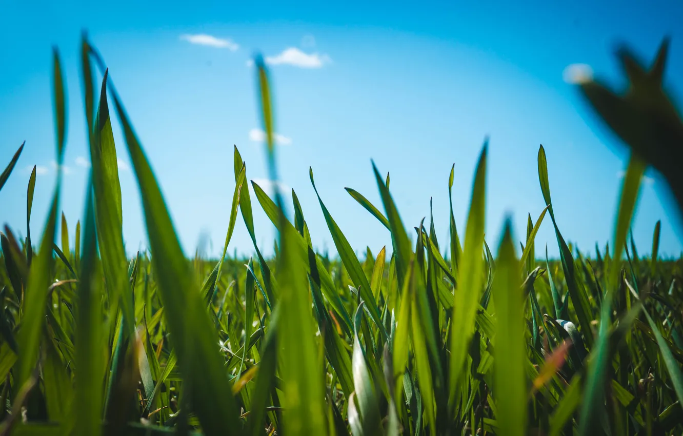 Photo wallpaper greens, summer, the sky, grass, clouds, macro