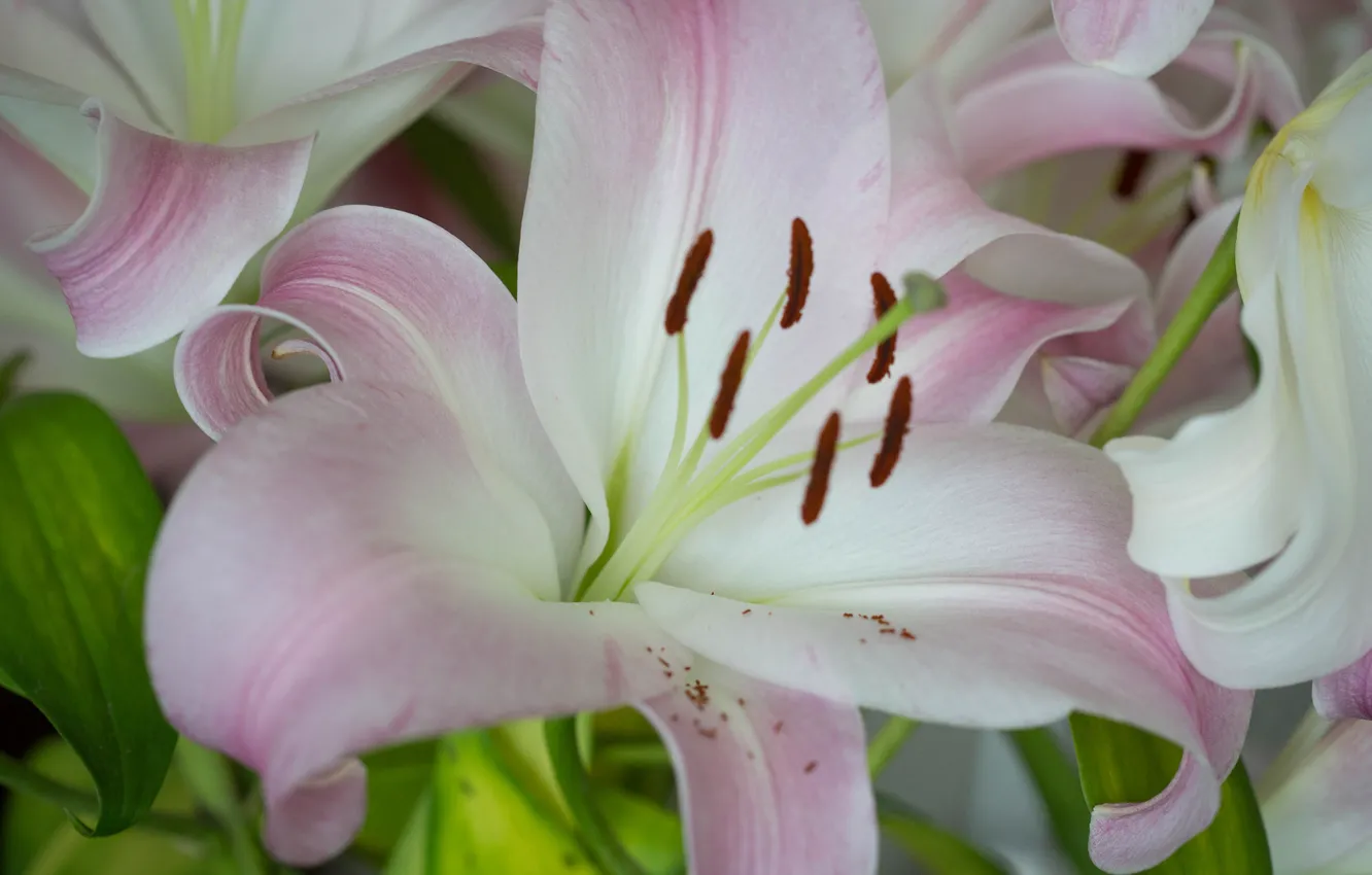 Photo wallpaper macro, nature, Lily, petals