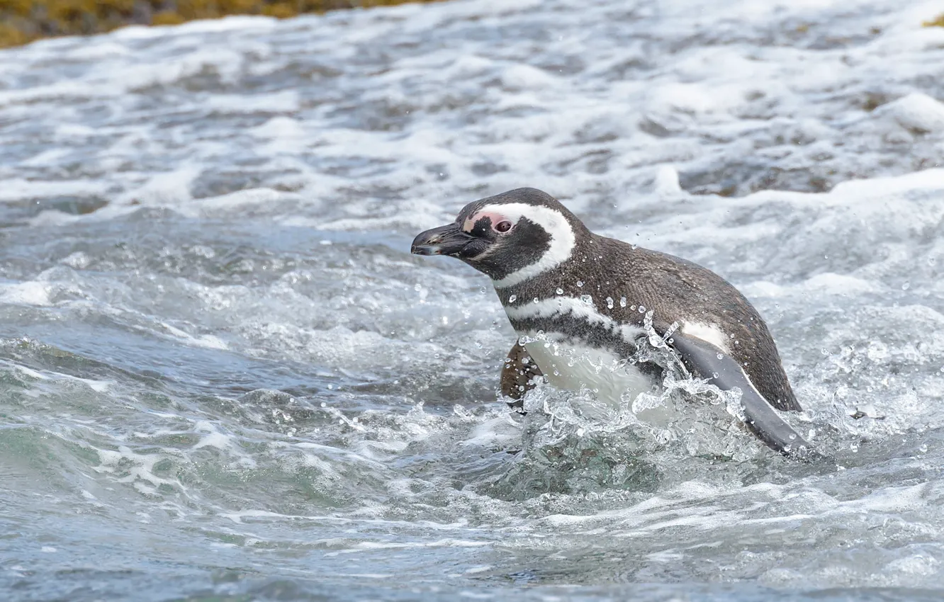 Photo wallpaper sea, water, bird, penguin, Magellanic penguin