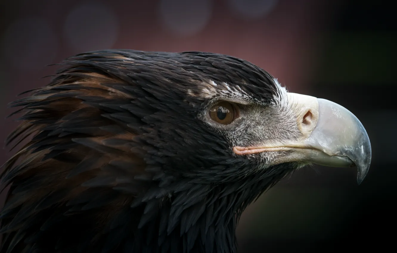 Photo wallpaper bird, eagle, predator, beak