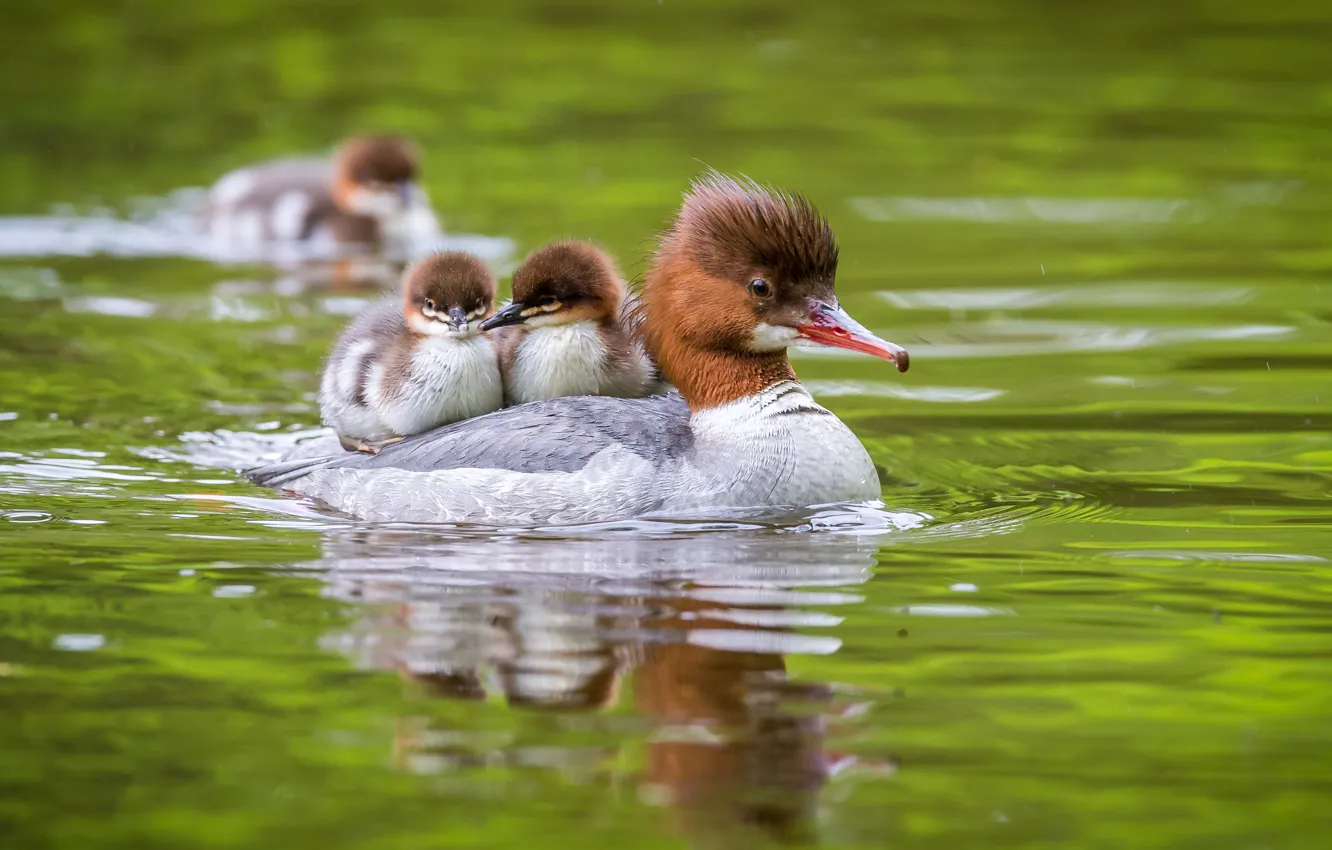 Photo wallpaper water, nature, bird, duck, duck, Chicks