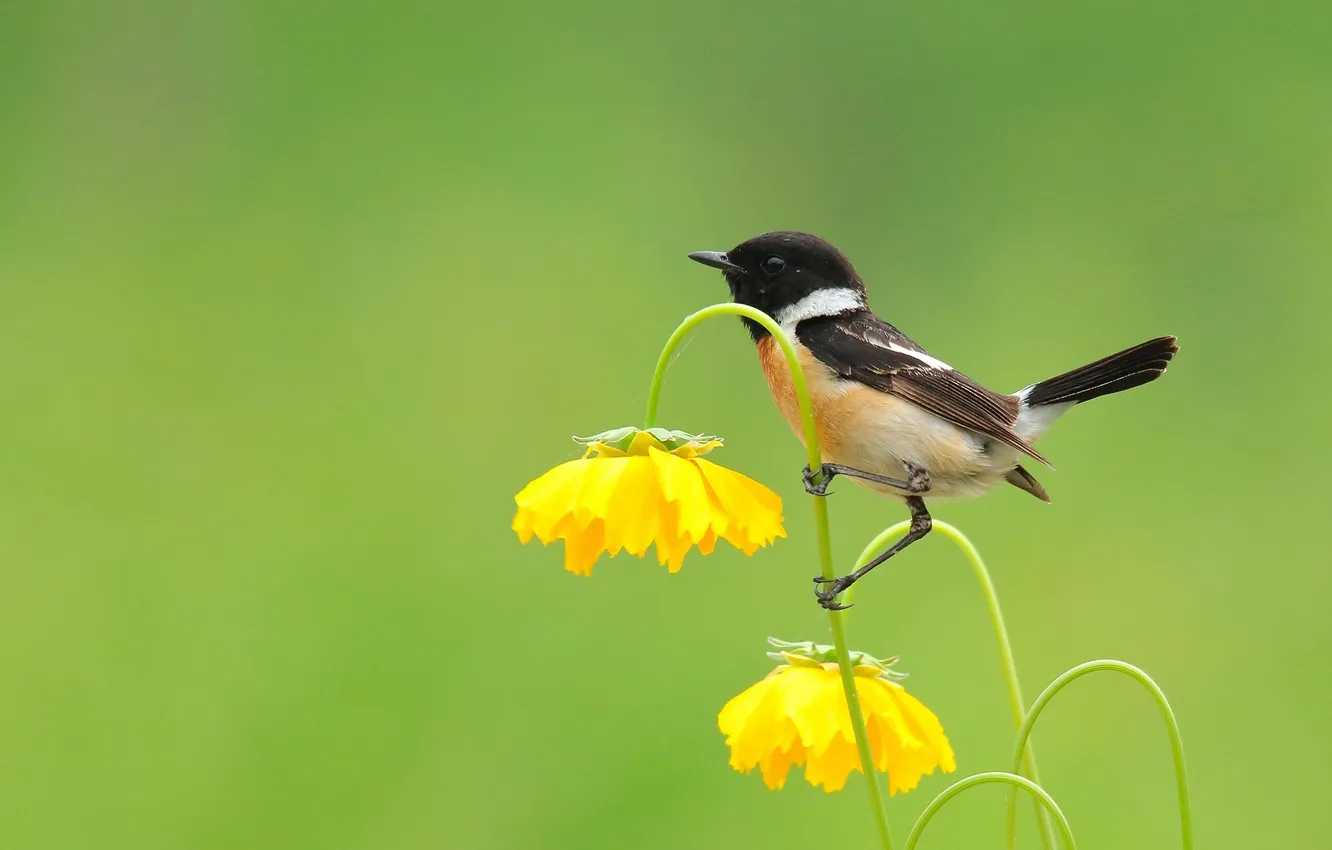 Photo wallpaper flowers, yellow, bird, stem, green background, stonechat