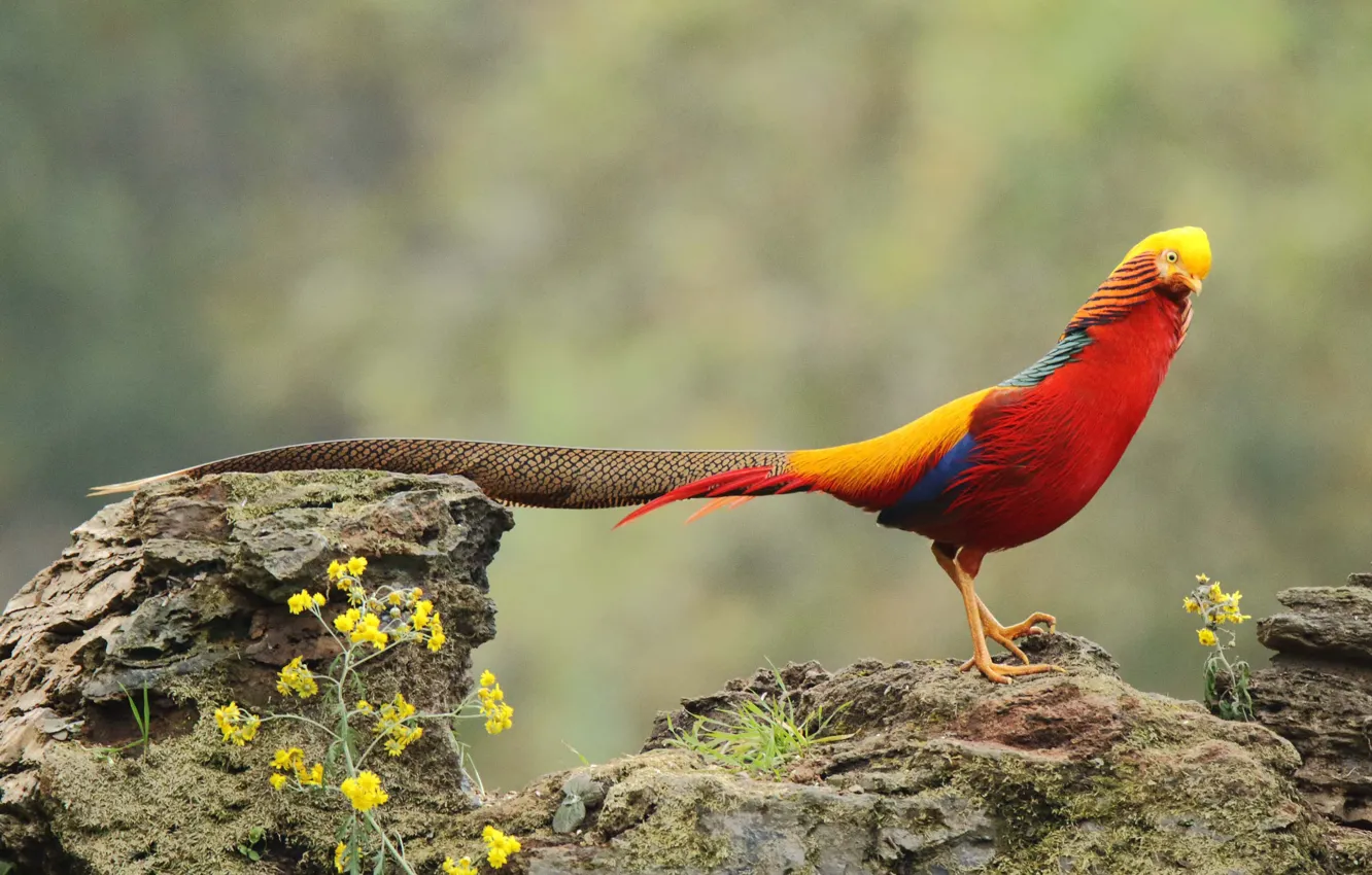 Photo wallpaper rock, flowers, wildlife, golden pheasant