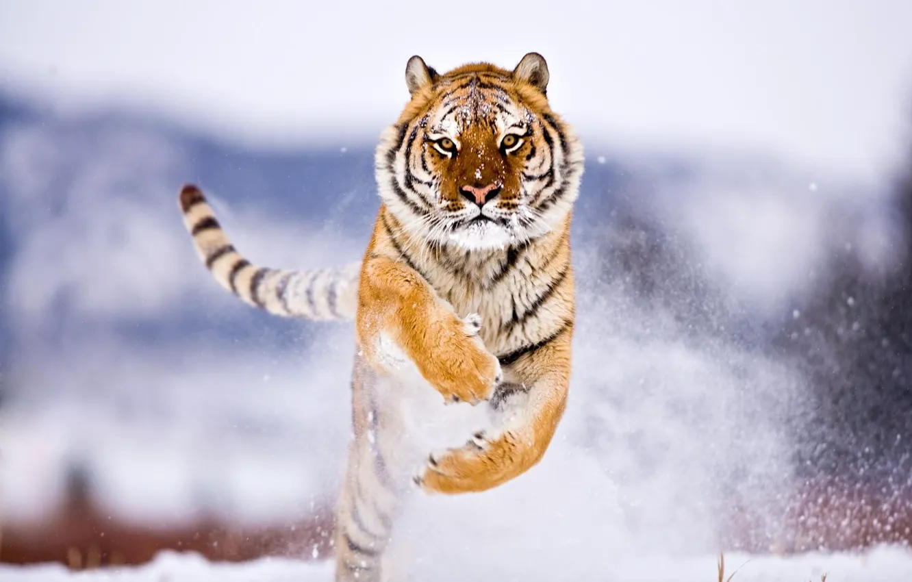 Photo wallpaper winter, snow, tiger, jump
