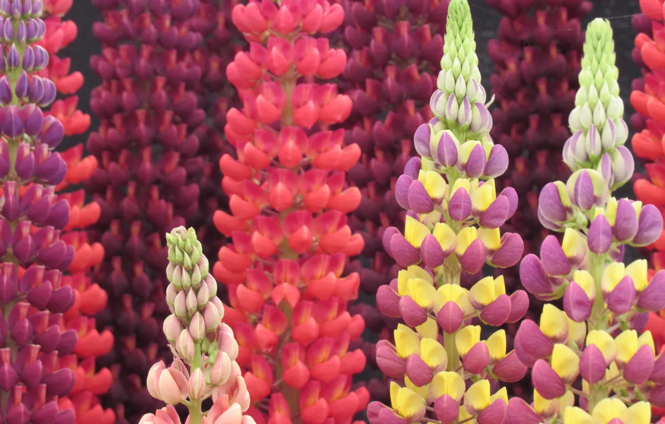 Photo wallpaper summer, macro, flowers, yellow, red, pink, colorful, different