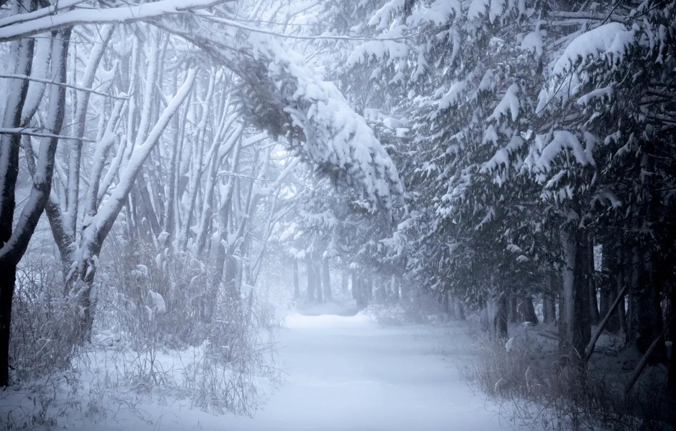 Photo wallpaper winter, forest, snow, branches, fog, Park, in the snow, morning