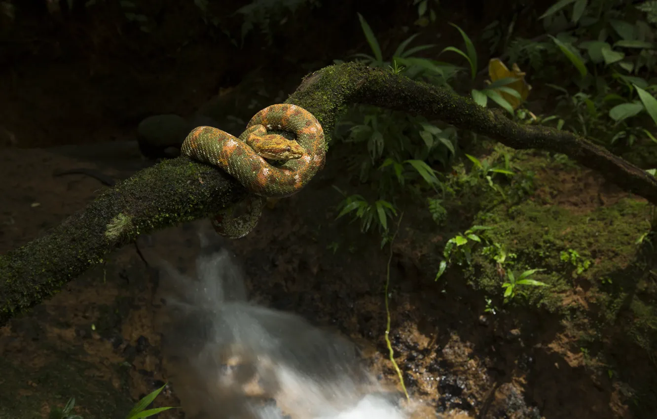 Photo wallpaper branches, river, snake