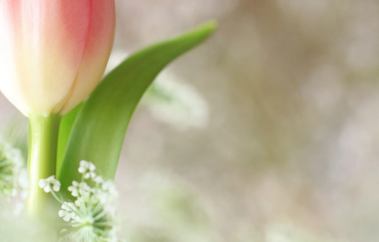 Photo wallpaper flowers, background, tulips, pink, white, small