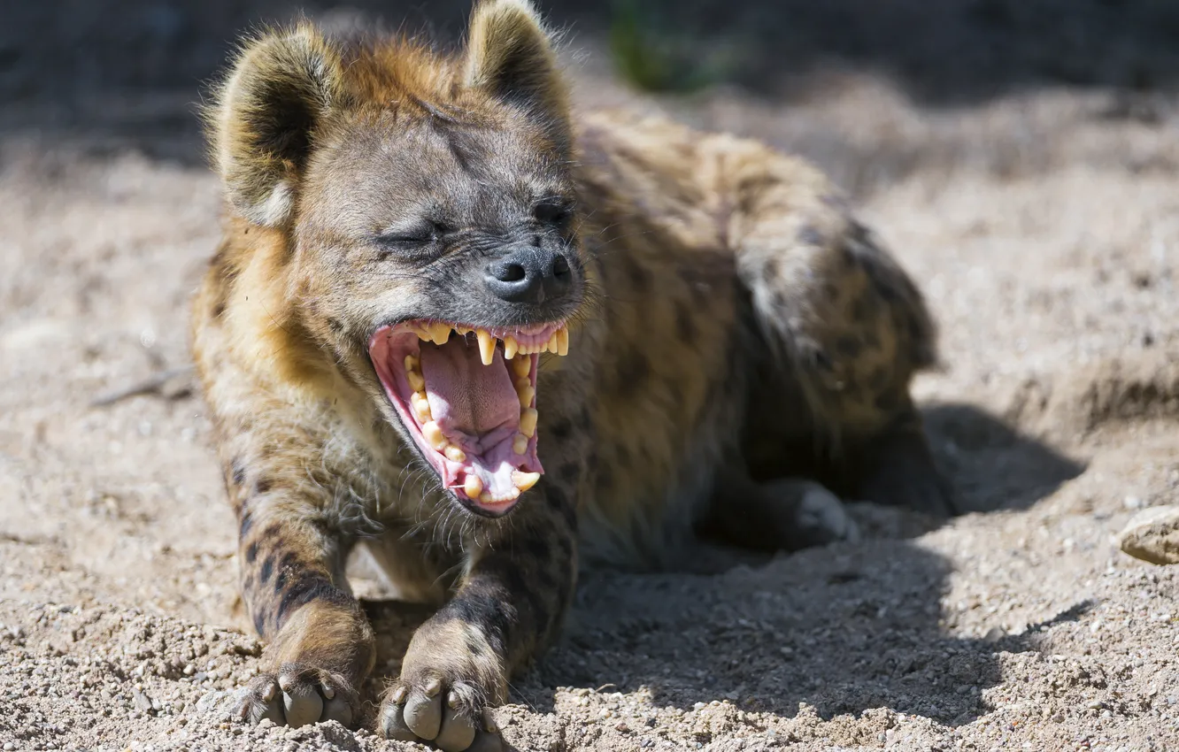 Photo wallpaper mouth, hyena, yawns, ©Tambako The Jaguar