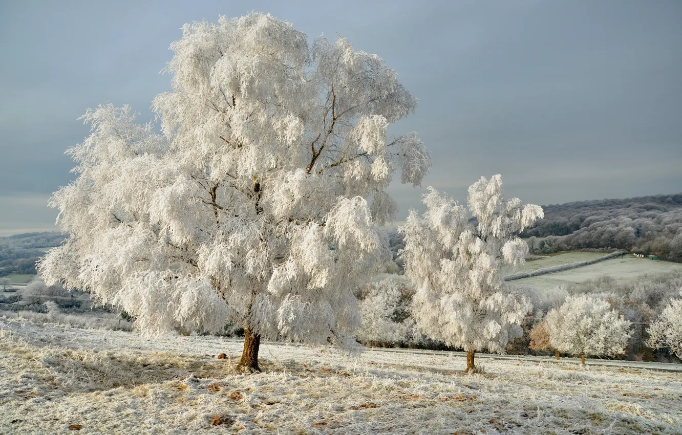 Photo wallpaper winter, frost, snow, trees, nature, tree