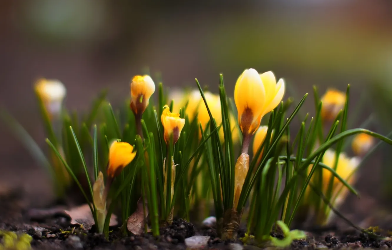 Photo wallpaper grass, flowers, yellow, nature, spring, crocuses, primrose
