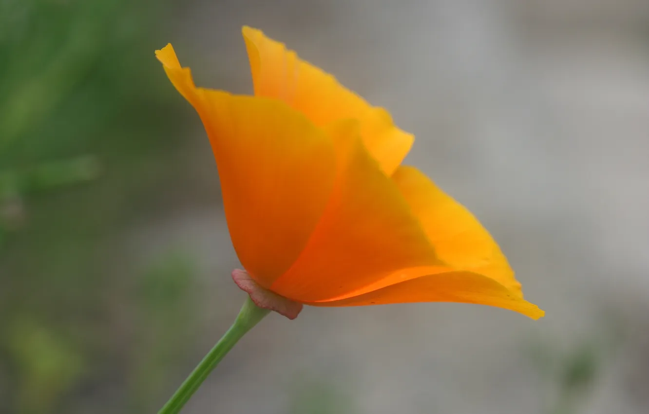 Photo wallpaper macro, nature, Mac, petals, stem