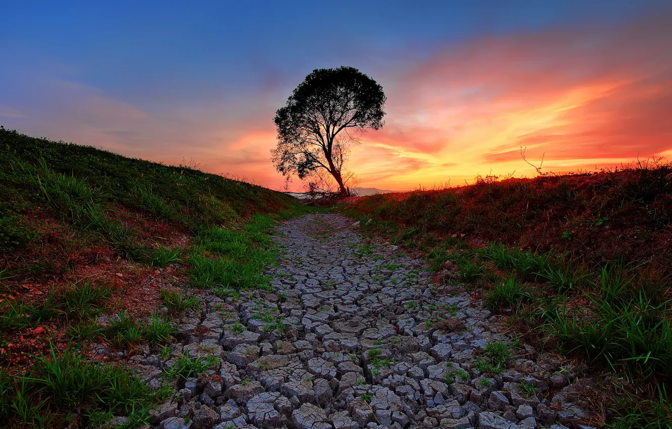 Photo wallpaper trees, landscape, sunset