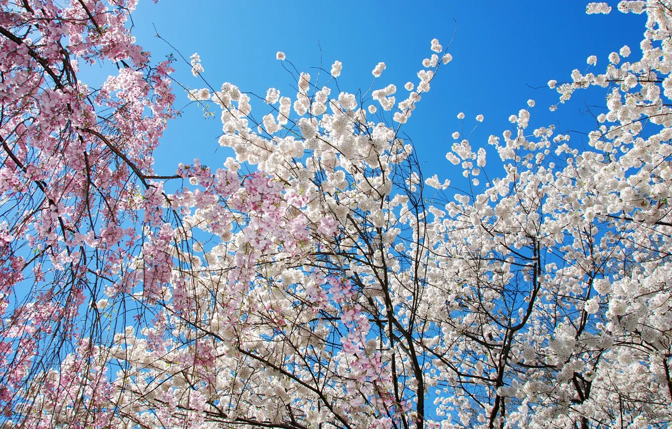 Photo wallpaper the sky, the sun, trees, branches, spring, flowering, flowers