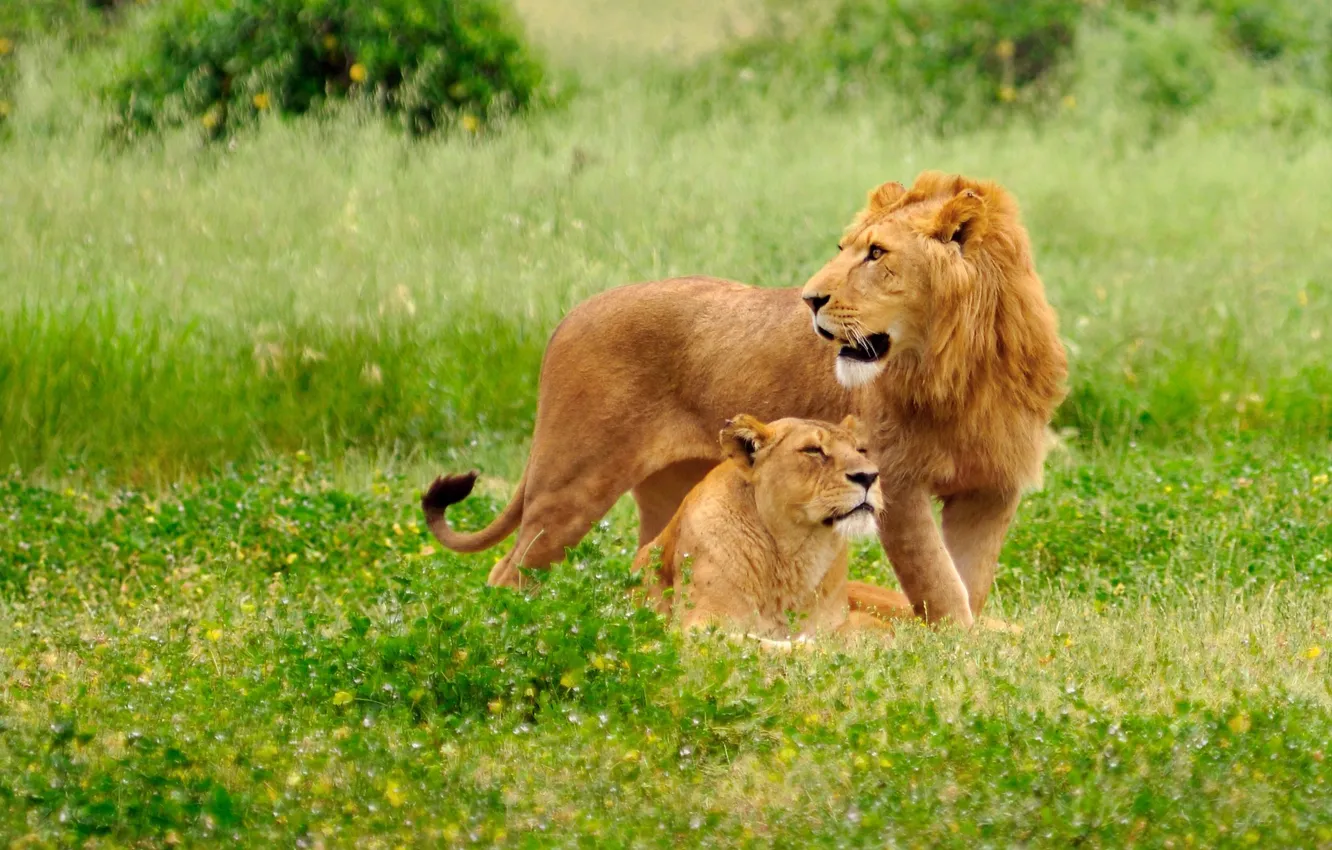 Photo wallpaper grass, green, background, Leo, plain, pair, lioness