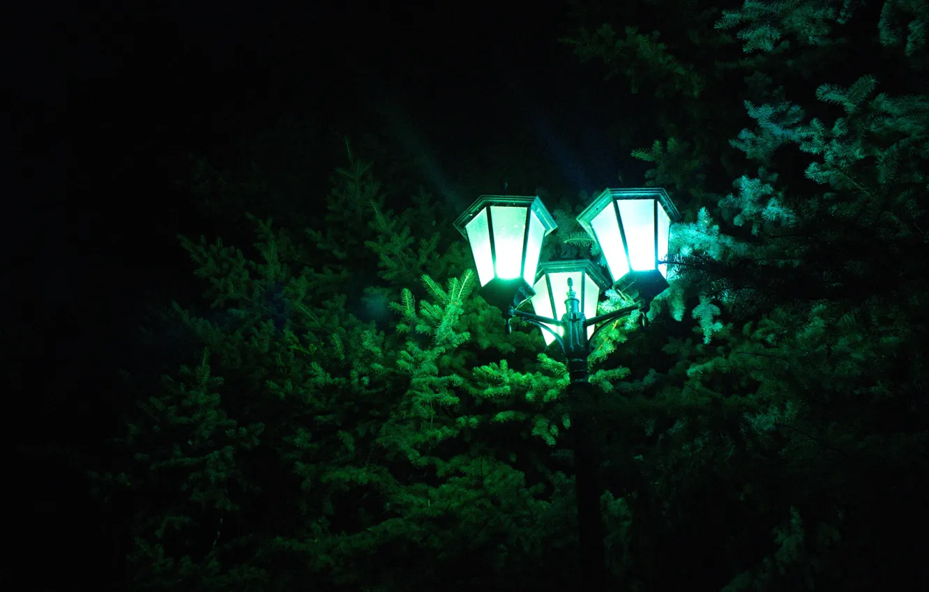 Photo wallpaper summer, night, spruce, lights, July, 2016