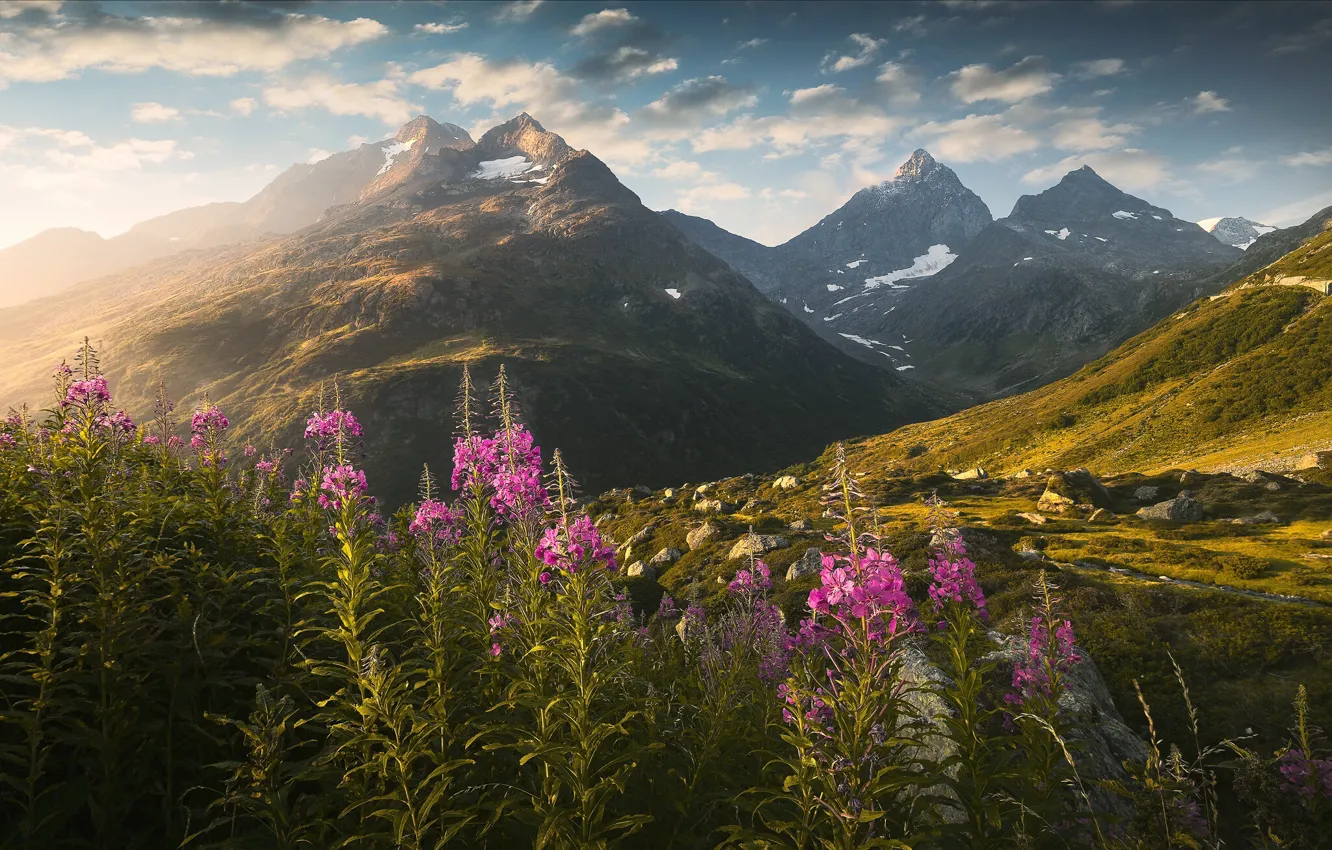 Photo wallpaper grass, landscape, mountains, nature, stones, Switzerland, Alps, Ivan-tea