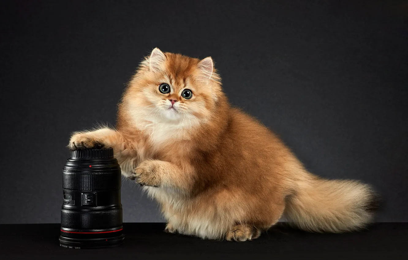 Photo wallpaper cat, look, pose, kitty, background, muzzle, the camera, Studio