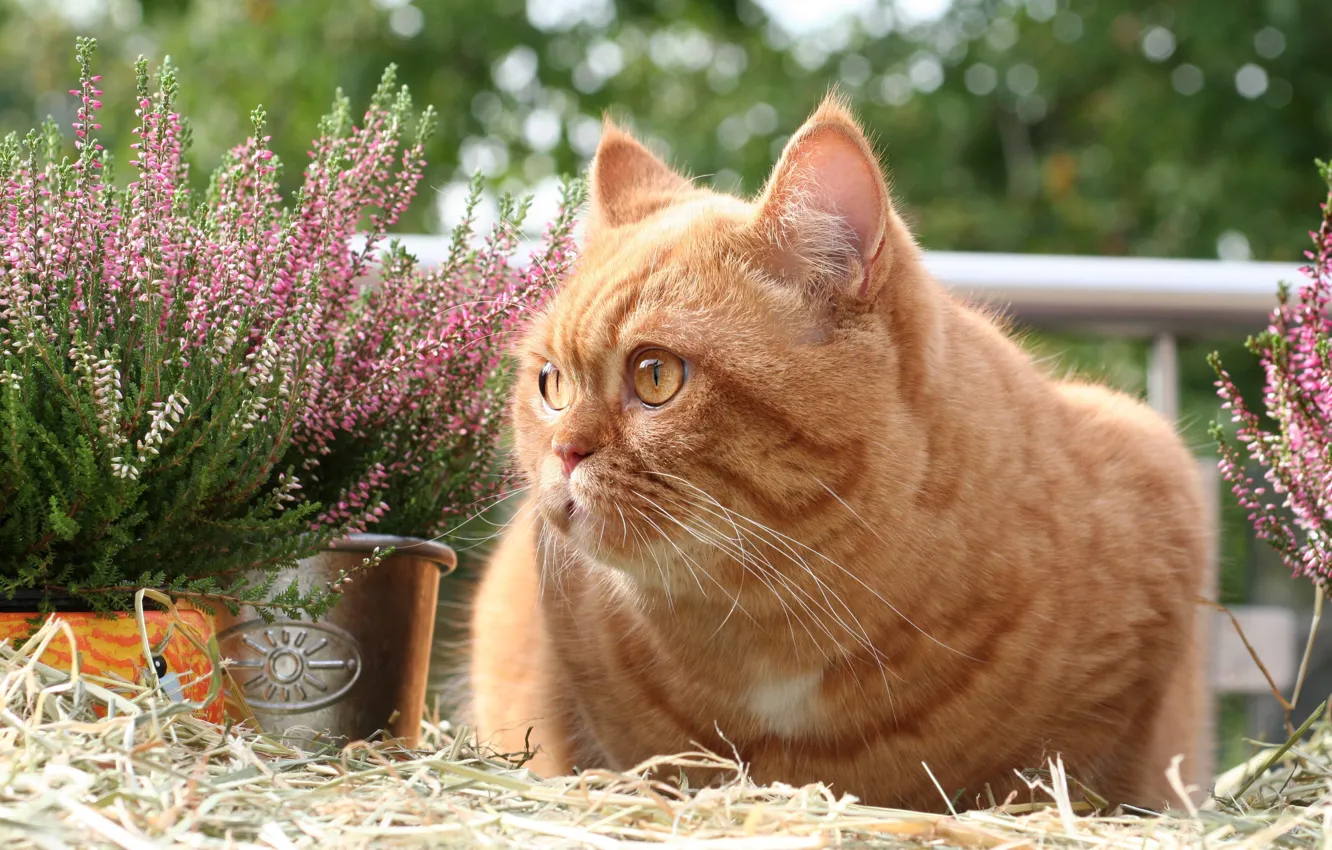 Photo wallpaper cat, cat, flowers, garden, lies, pot, straw, red