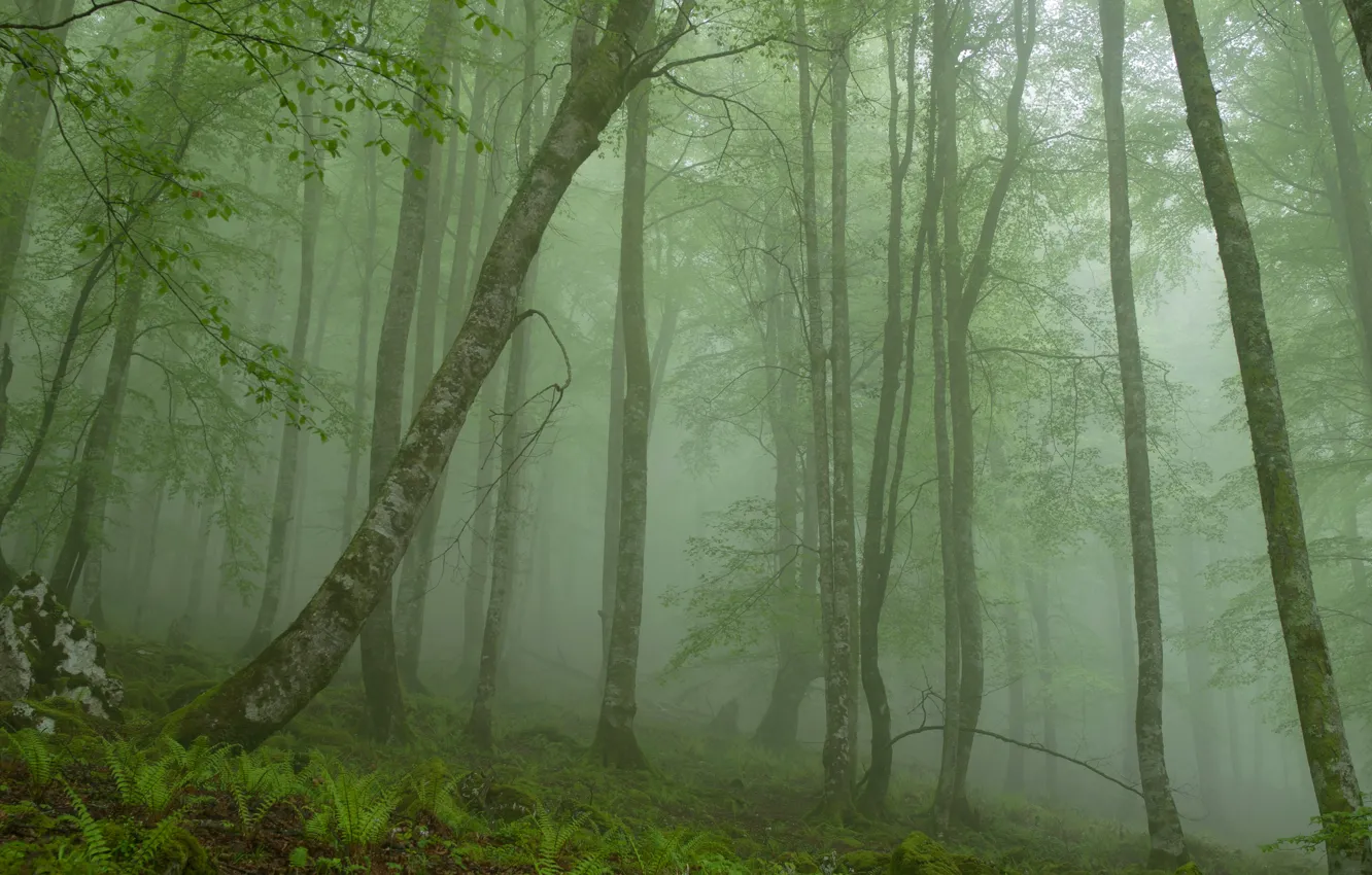 Photo wallpaper forest, trees, fog, stone, morning