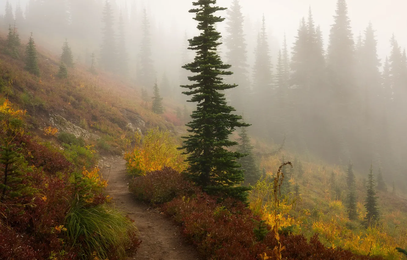 Photo wallpaper forest, mountains, fog, spruce