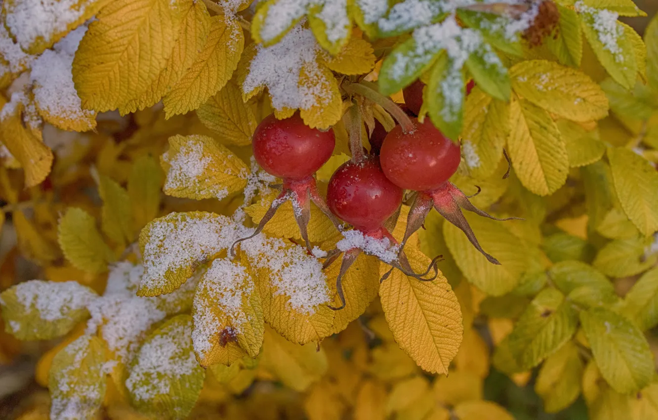 Photo wallpaper leaves, berries, the first snow