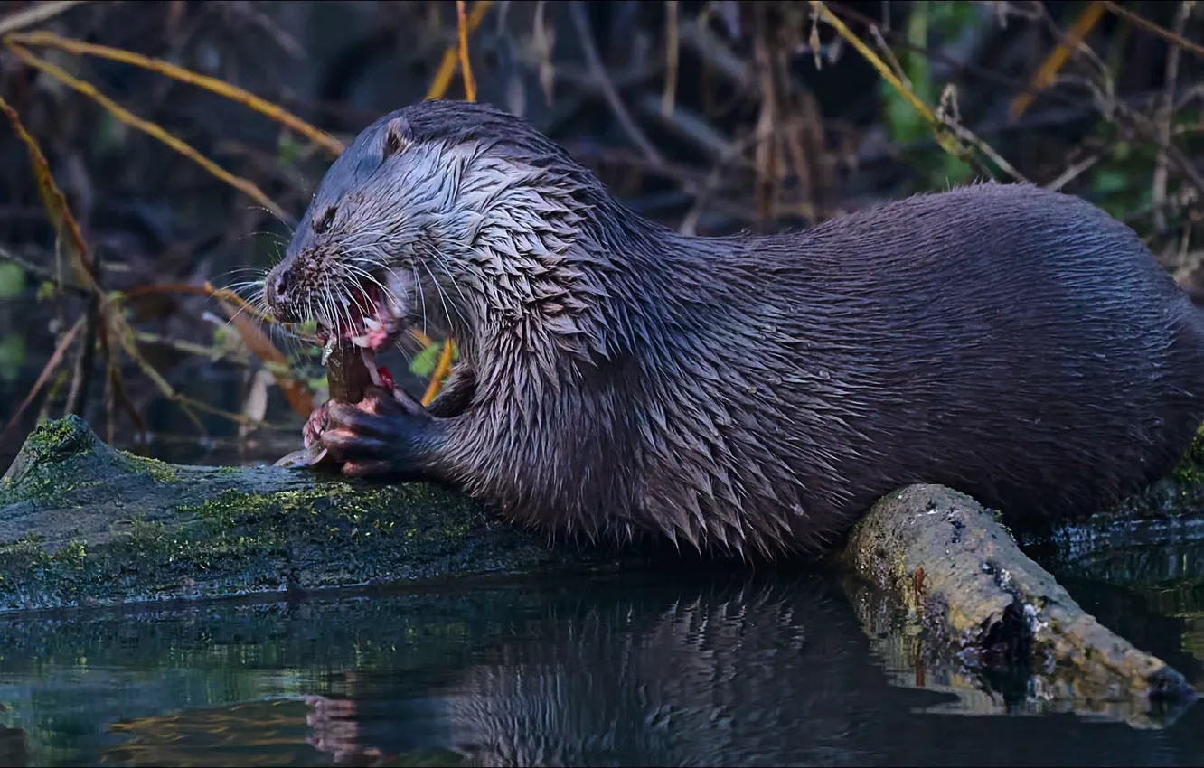 Photo wallpaper nature, animal, predator, Predator, animals, nature, rodent, snack