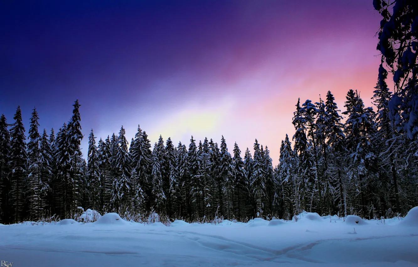 Photo wallpaper winter, forest, the sky, snow, Pavel Nazarenko