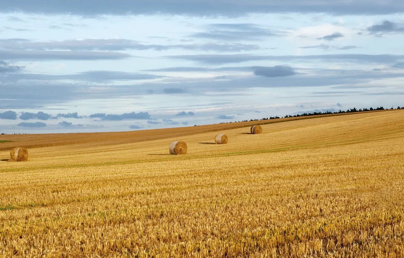 Photo wallpaper field, summer, hay