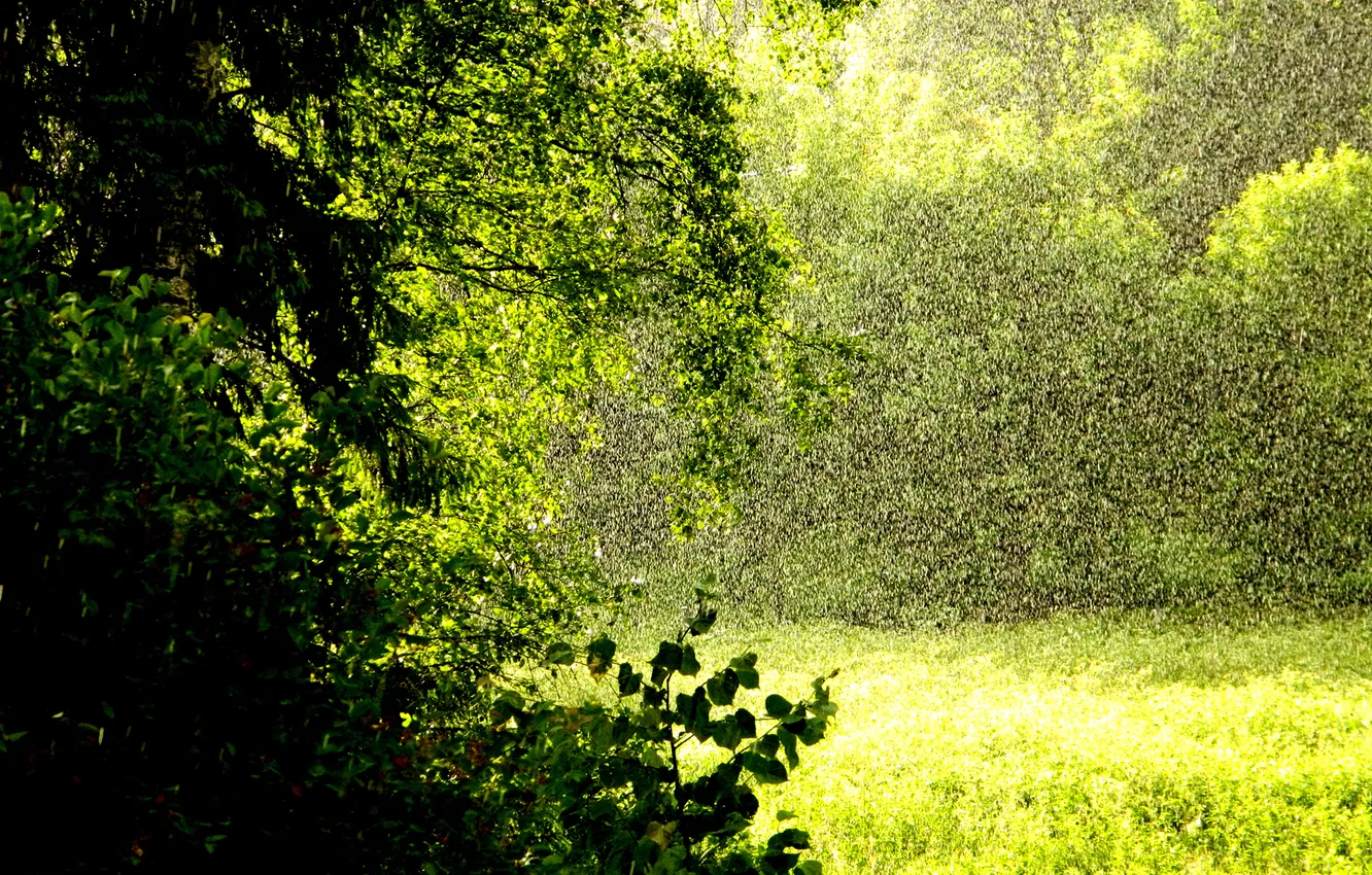 Photo wallpaper forest, summer, nature, rain