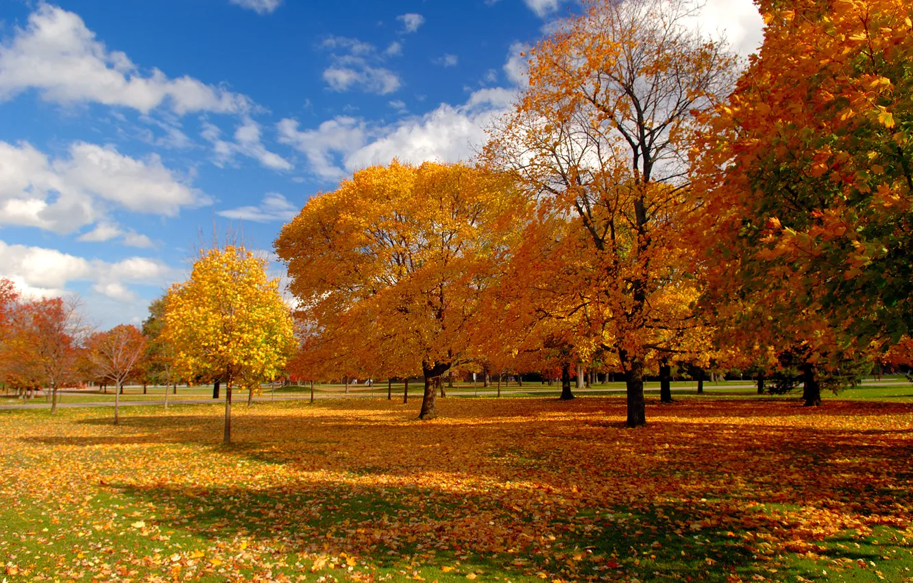 Photo wallpaper autumn, the sky, trees, nature, Park, foliage