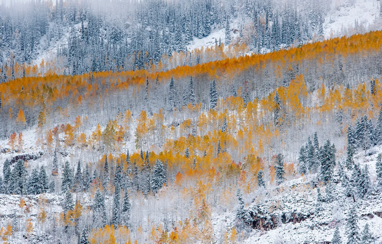 Photo wallpaper winter, autumn, forest, snow, nature, paint