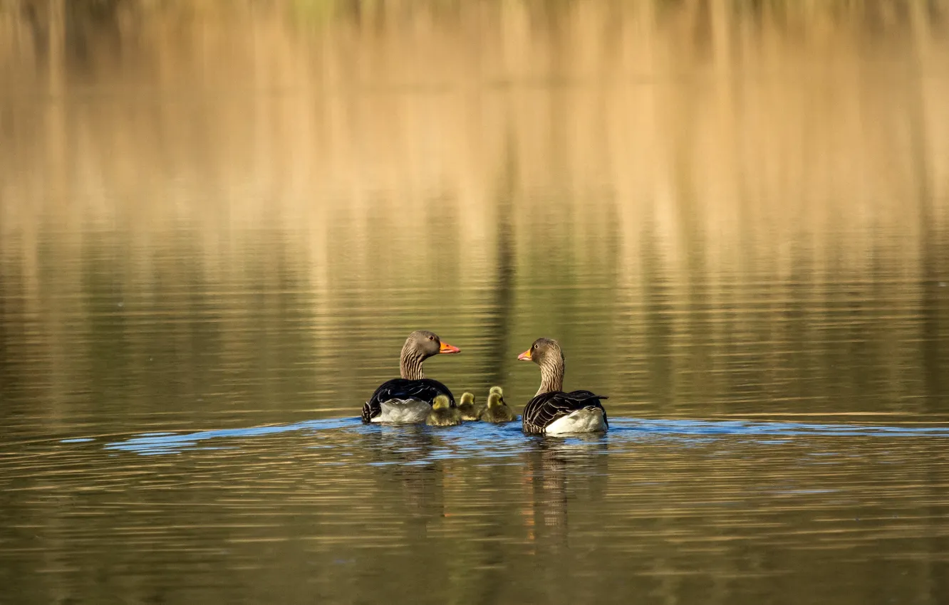 Photo wallpaper water, sunlight, the goslings, grey geese