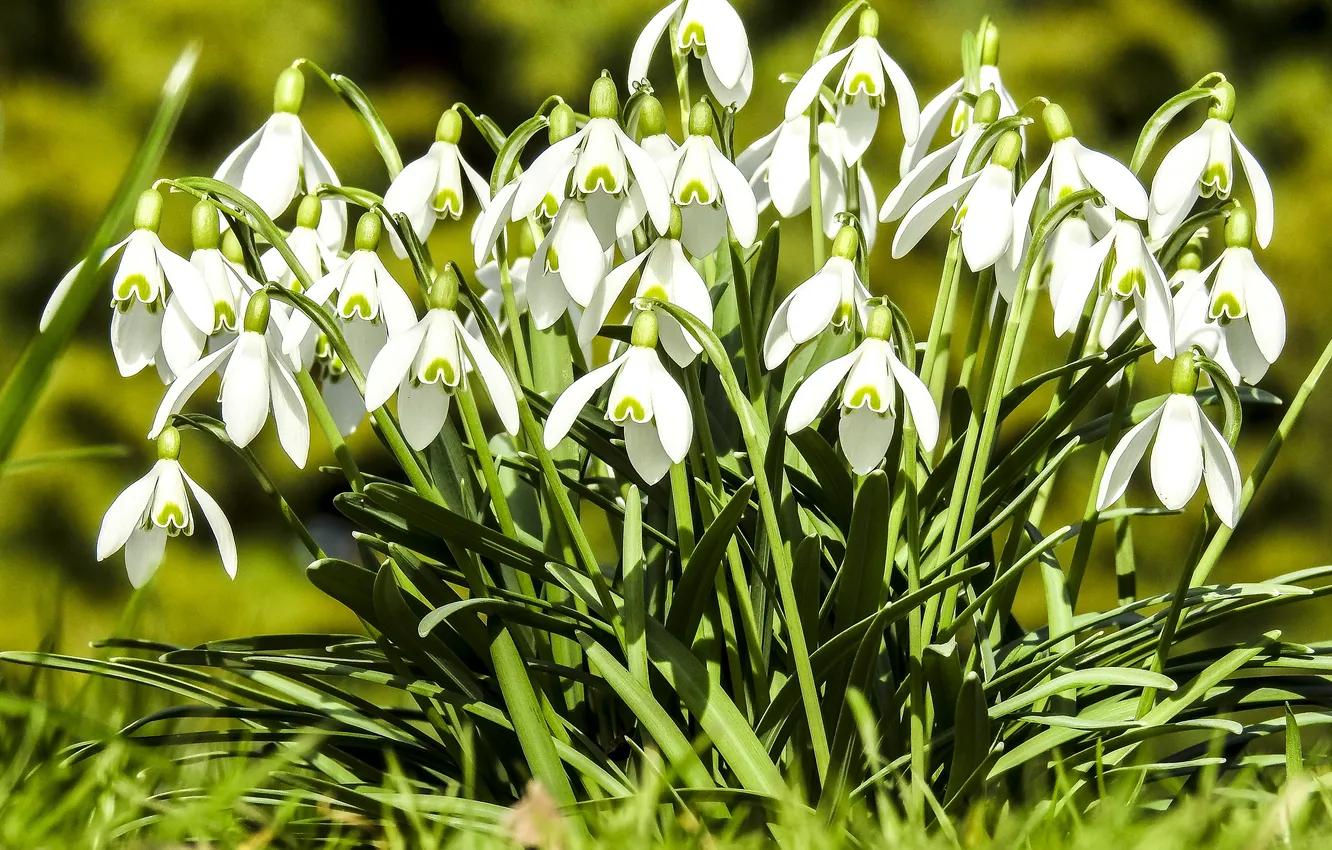 Photo wallpaper greens, grass, leaves, light, flowers, spring, snowdrops, white