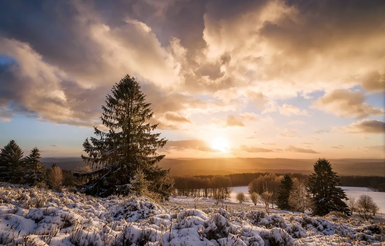 Photo wallpaper winter, forest, morning