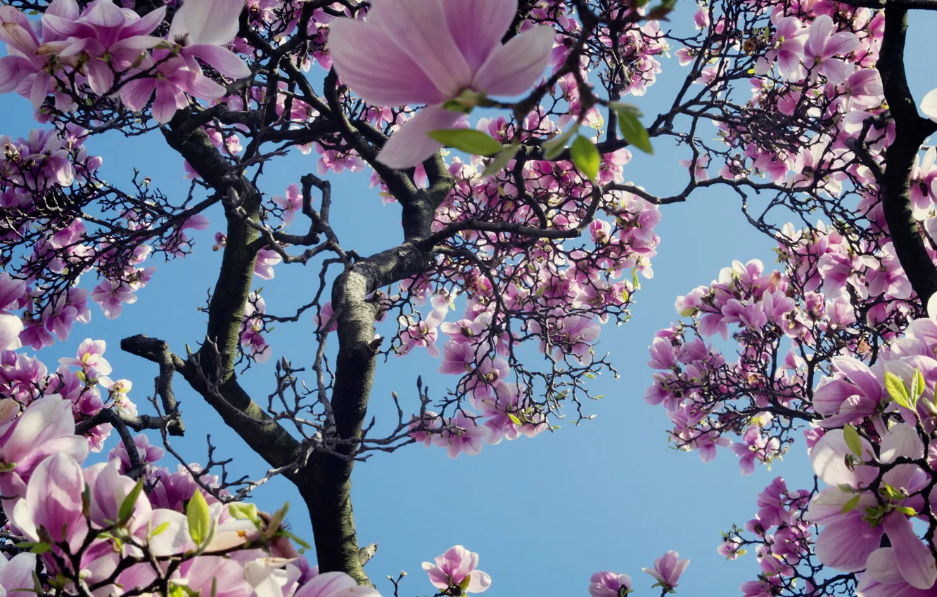 Photo wallpaper the sky, trees, spring, pink, Magnolia