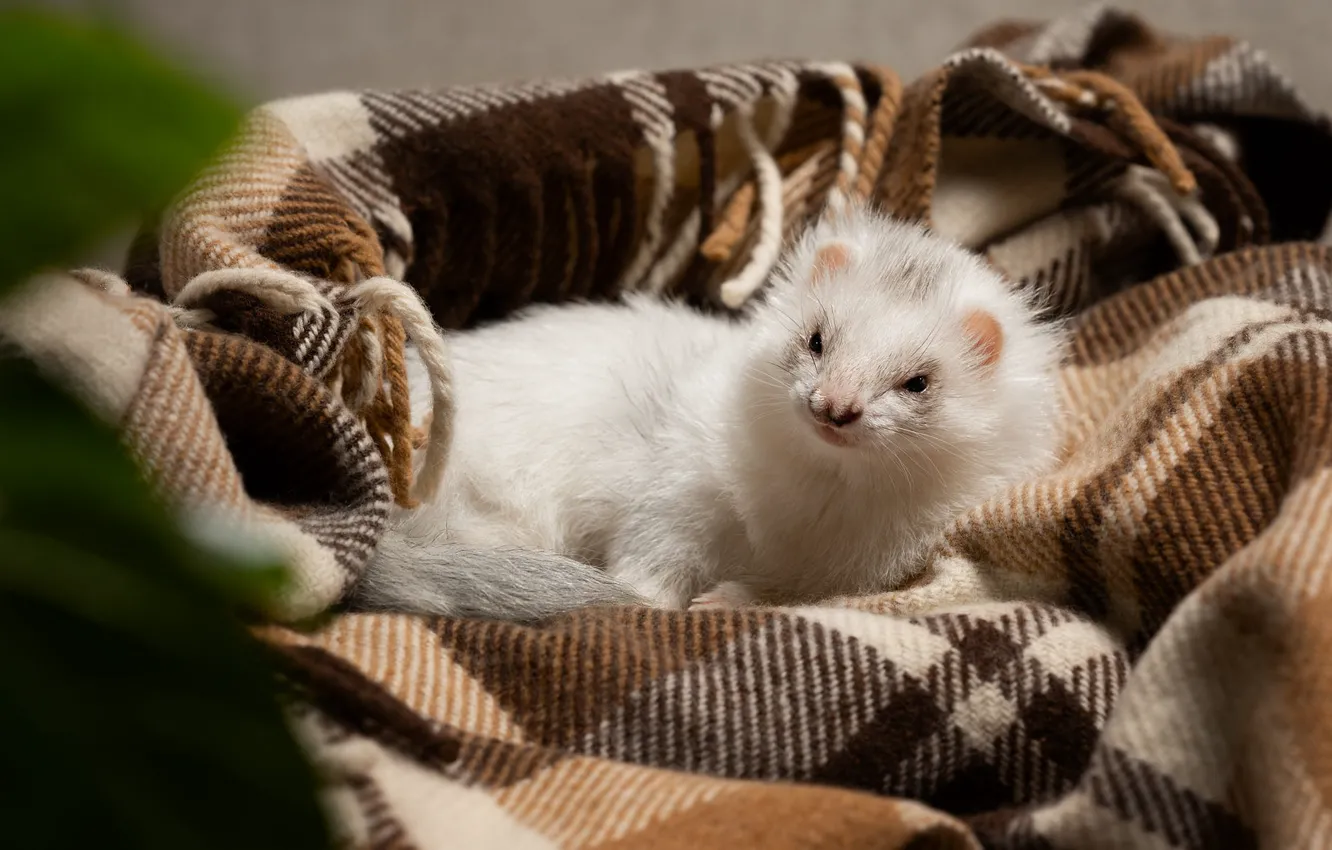 Photo wallpaper white, look, pose, stay, blanket, lies, plaid, face