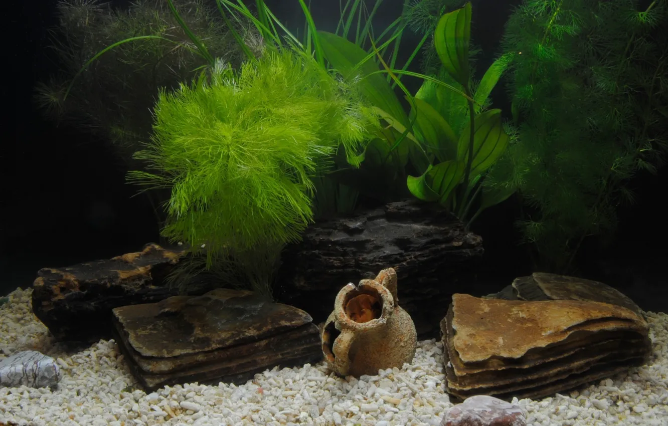 Photo wallpaper grass, aquarium, shell, pebbles, antique