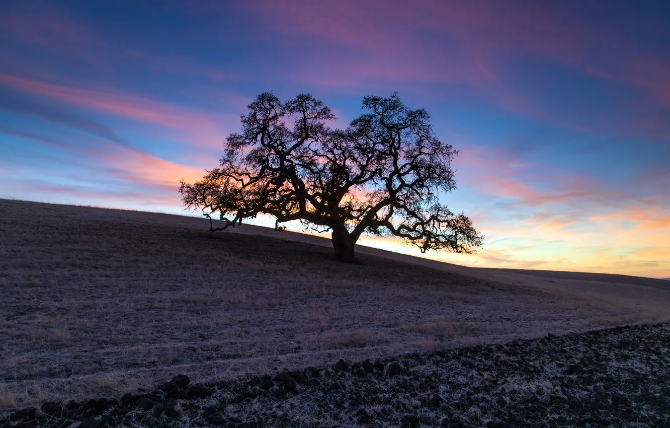 Photo wallpaper field, trees, morning